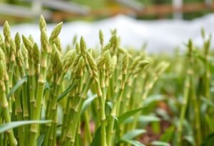 Fertilizer for Asparagus Plants