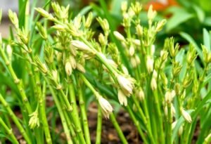 Asparagus Fertilizer: Find the Best Options