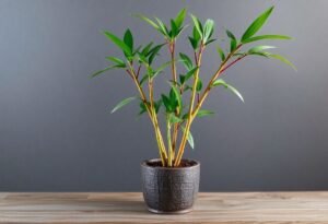 Repotting Bamboo Made Easy