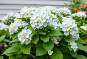 When to Trim Limelight Hydrangeas