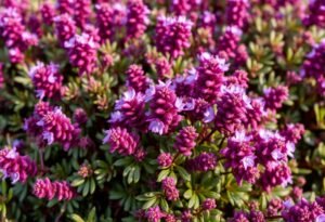 Winter heather in your landscape