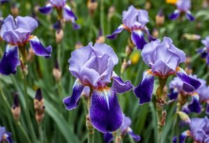 Removing Spent Iris Flowers