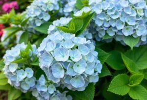 Hydrangea Limelight Pruning Tips