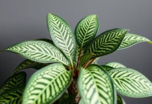 Easily Propagate Your Prayer Plant Today