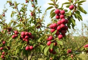 Trimming Plum Trees Guide