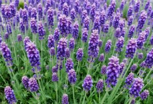 Proper Deadheading Techniques for Lavender