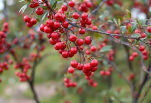 Red Berries in the Garden