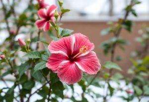 Winterizing Your Hibiscus Plant