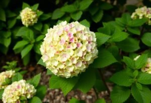 Timing for Oakleaf Hydrangea Pruning