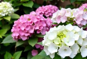 Oak leaf hydrangea trimming guide