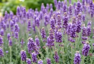 Lavender in Border Gardening