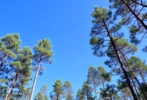 Choosing the best pine for timber