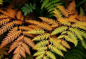 Fern leaves turning brown? Here's why.