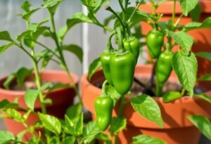 Jalapeno Peppers in Containers