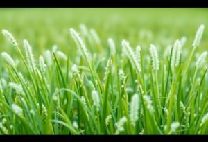 Sugar in Bermuda Grass Care