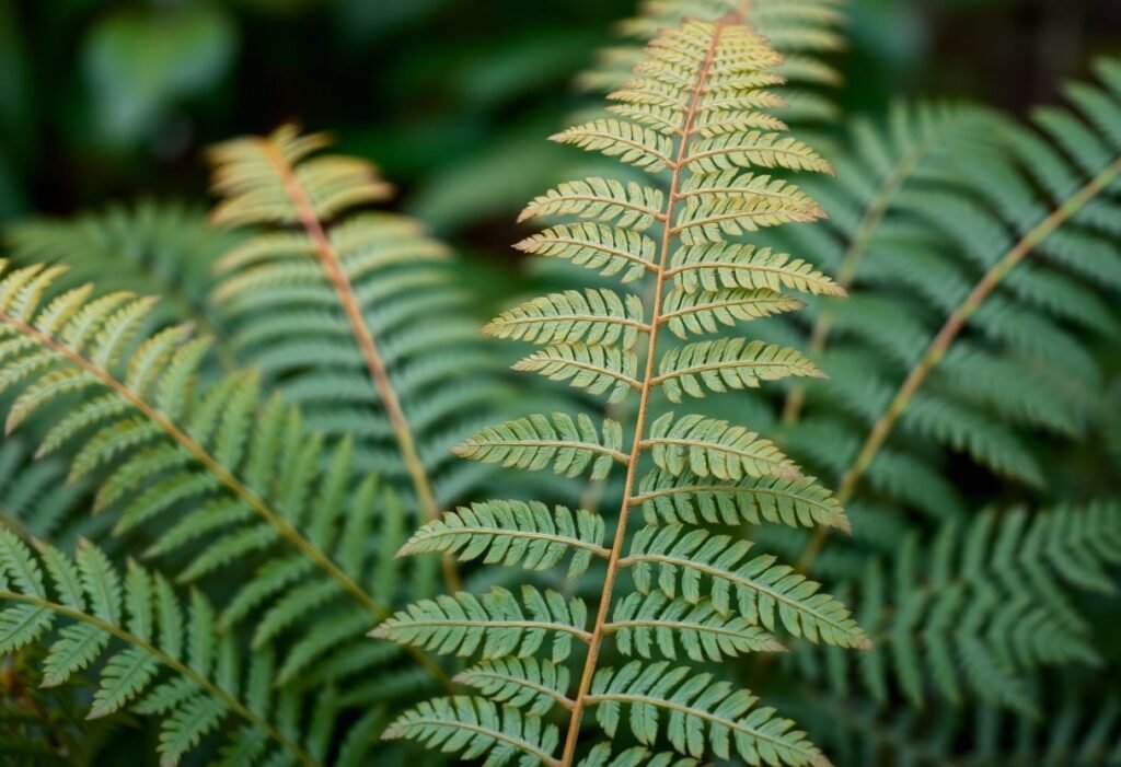 Brown Fern Fronds Solutions