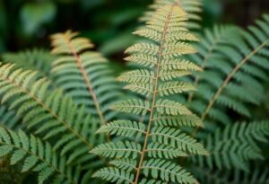 Brown Fern Fronds Solutions